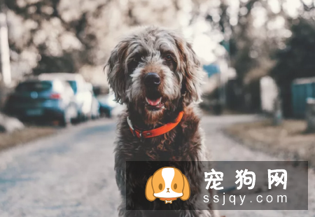 如何确诊狗狗传染性肝炎