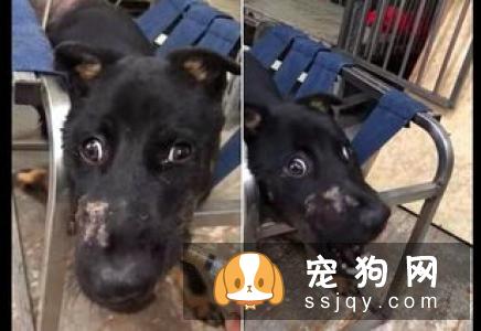 狗狗肢体不能活动的部位