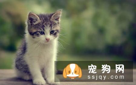 狗狗吐白沫的四大原因_宠物频道