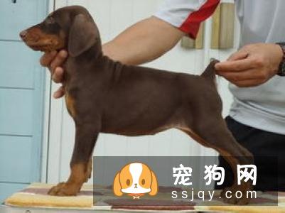 狗狗生病了，主人需要做好这5点