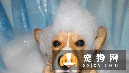 狗狗吃肝脏的好处促进狗狗的食欲肝脏味道大多数是“微甜”