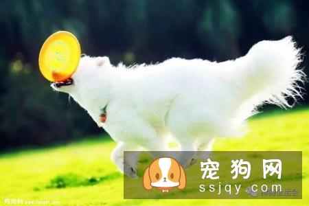 关于狗狗驱虫：闷热潮湿的8月份，是什么1变100？