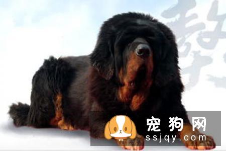 “真正的藏獒像黑熊一样强壮,像豹子一样灵敏,像猎人一样聪明”