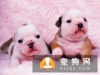狗狗拉肚子怎么办？最全的治疗狗狗拉肚子方法