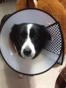 为什么要给母狗做绝育手术