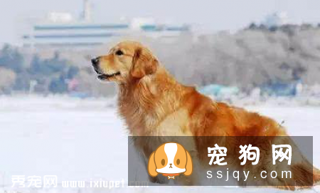 狗狗吐白沫的四大原因_宠物频道