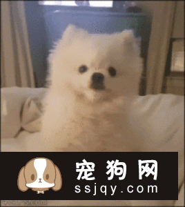 学会这些招数，让狗狗训练有素!