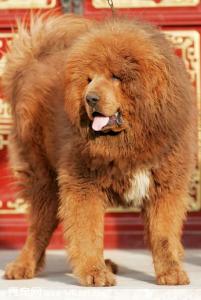 藏獒吃什么食物容易中毒?