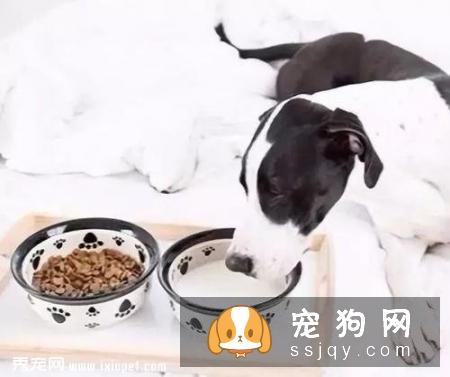 狗狗能喝牛奶吗，狗狗喝牛奶好不好？