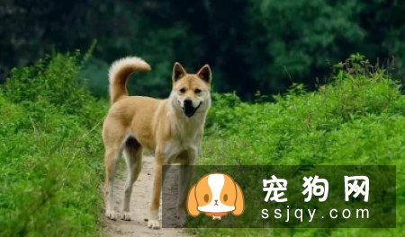 世界十大最忠诚的狗的排名
