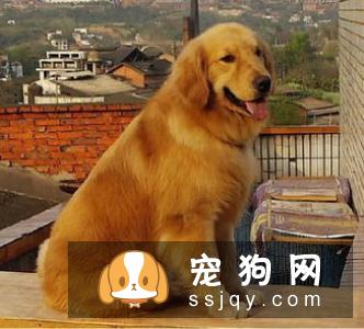 巴仙吉犬智商高不高,掉毛怎么样_价格贵吗？