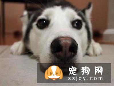 狗狗的视力并不是人眼看到的那样，这些差别你知道吗？