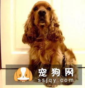 5种不忠心的狗狗 前三是狗界三傻!
