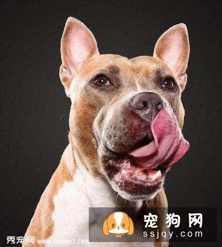 狗狗也会疲劳，这些信号释放的意思你知道几个？
