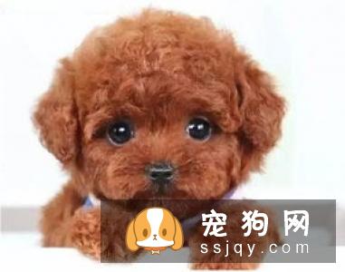 狗狗肠道感染寄生虫疾病怎么办?