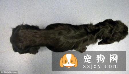 藏獒对居住环境的要求