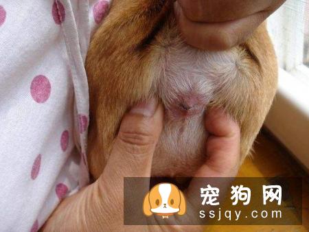 如何给狗狗挤肛门腺