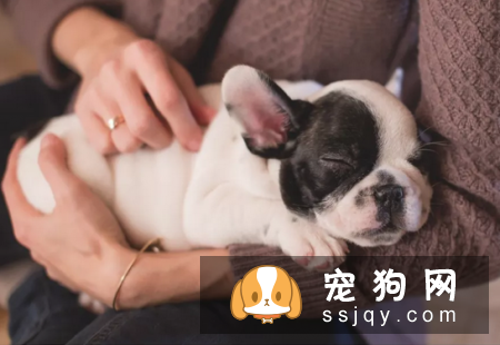 狗狗腹泻的原因及治疗方法