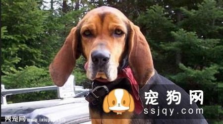 黑褐色猎浣熊犬多少钱一只,好养吗_介绍|图片
