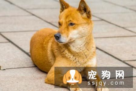 狗狗的记忆力有多长？