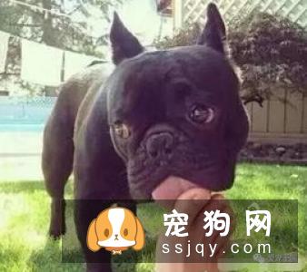 狗狗养多久才会认主，看看这些表现就知道了