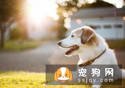 狗狗的一生会经历的四个阶段