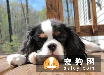 这九句话也许让你对宠物美容有更深刻的理解