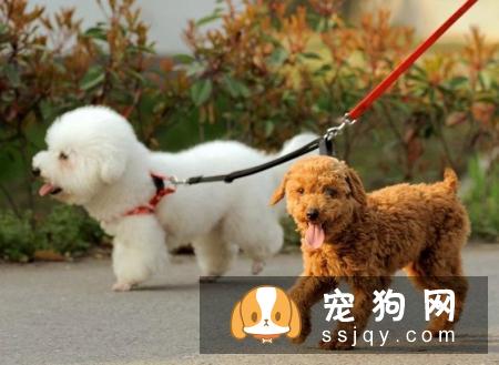 如何正确牵引狗狗，防止它暴冲