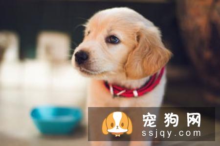 有宝宝的家庭可不可以饲养宠物？