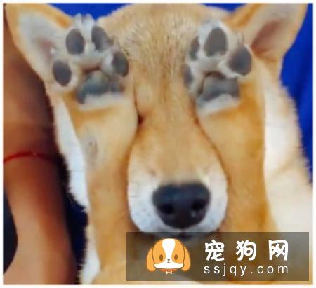 狗狗在第一次发情前进行绝育手术