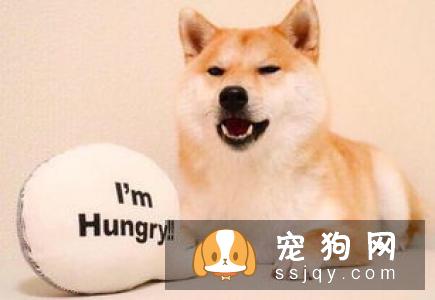 狗狗感冒了怎么办，狗感冒了吃什么药