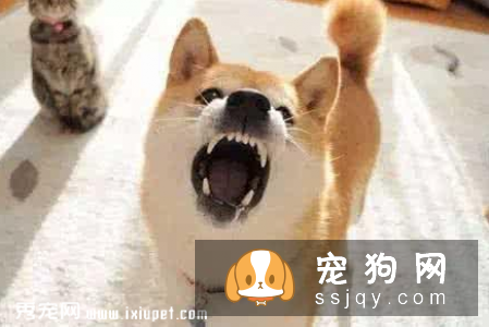 导致狗狗嘴巴腥臭的原因_宠物频道