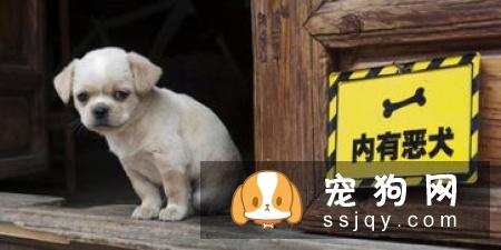 狗狗吃肉越多越好吗？