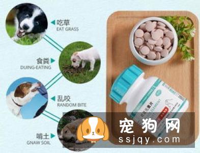 老年宠物狗营养补充的七大问题
