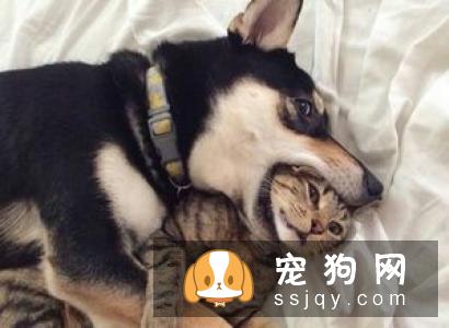 拯救汪星人之——蠢萌狗狗捣乱篇！