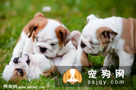 狗狗怀孕迎接新生命，您准备好了吗?