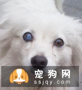 如何确诊狗狗传染性肝炎