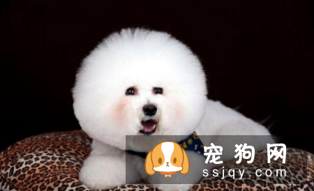 哪种狗寿命最长 盘点寿命最长的5种狗狗