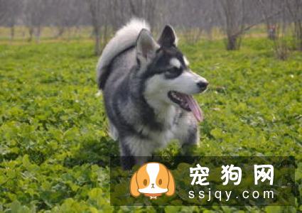 狗狗发情后多久交配，狗狗交配需要准备些什么
