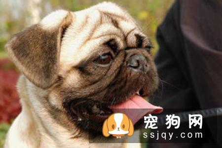 母狗难产是什么原因，应该怎么办？