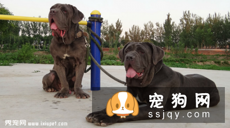 纽波利顿犬咬人吗_纽波利顿犬价格|图片