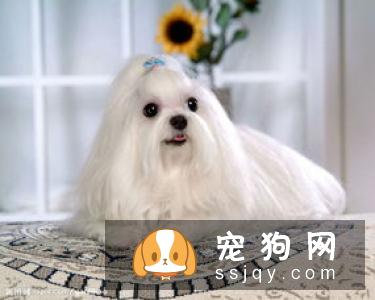240岁狗狗的长寿三大秘诀