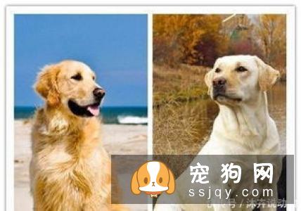 对狗狗的溺爱，有可能致它们死亡