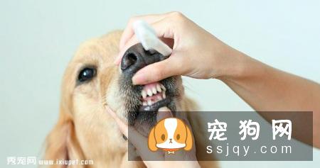 狗狗口臭应该怎么办？