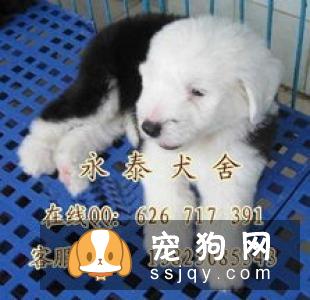 古牧犬价格贵吗,好不好养|图片
