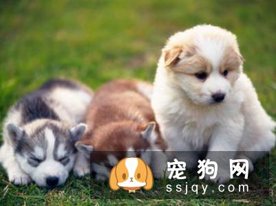 狗狗夏天洗澡不得不知的4大注意事项