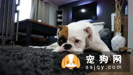 巴哥犬感冒如何治疗?