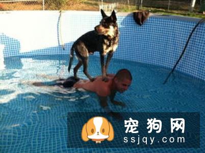 狗狗脚底毛怎么清洁