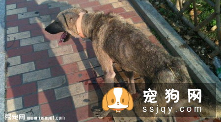 狗狗身上有跳蚤怎么办_狗狗有跳蚤的表现_怎么来的?