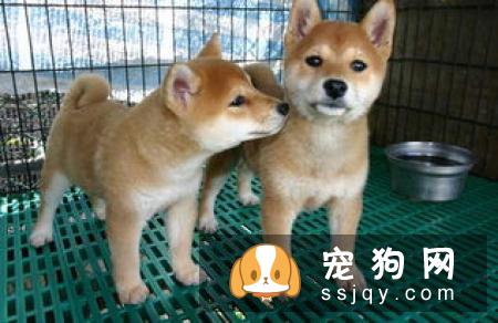 柴犬一天喂几次 给柴犬喂食的时候需要注意什么